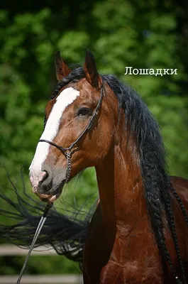 ВЛАДИМИРСКИЕ ТЯЖЕЛОВОЗЫ: ЗАСТЕНЧИВЫЕ ВЕЛИКАНЫ