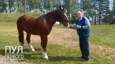 Продам - Влад., рус. тяжеловозы, рысаки и помеси. Челябинск. Добавлены пони  и взрослые верховые | Prokoni.ru