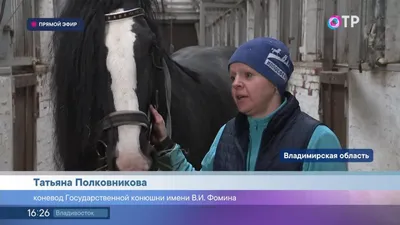 Владимирский тяжеловоз: порода лошадей, их появление с отличительными  признаками, особенностями по содержанию