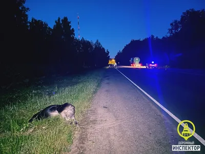 Фото: в Кингисеппском районе Ленобласти фура врезалась в лося / Маяк.  Сосновый Бор. Ленобласть.