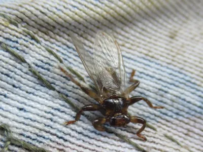 Лосиная муха в квартире | Пикабу