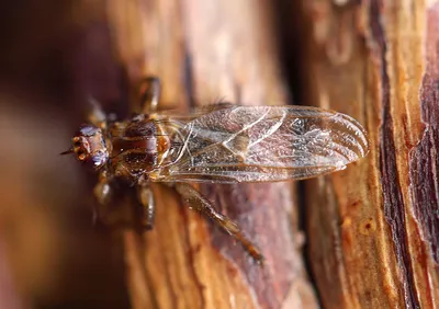 Биография лосиной мухи от рождения и до самого конца | Природа и не только  | Дзен