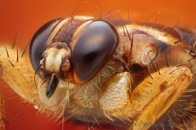 Лосиная муха Lipoptena cervi « Макрофотограф Сергей Таланов