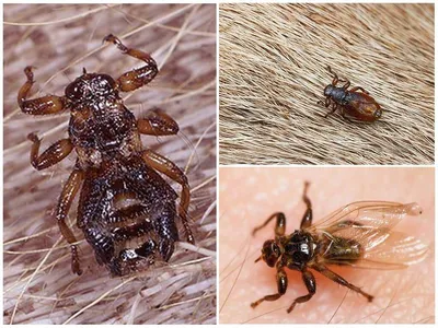 Насекомое, отряд двукрылые, семейство сырные мухи, часть 2 insect муха  Слепень мушки пестрокрылка - YouTube