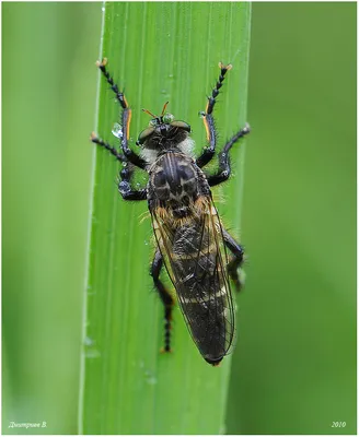 Обзор ERR: какие насекомые и паукообразные охотно кусают и жалят жителей  Эстонии | Экология | ERR