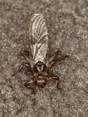 Лосиная муха (Лосиная блоха) - фото, опасна ли для человека при укусе
