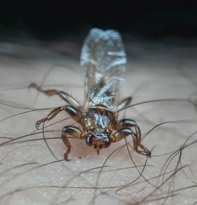 Лосиные мухи проснулись в лесах Беларуси. Чем они опасны?
