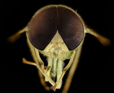 Фотография насекомого лосиная муха …» — создано в Шедевруме