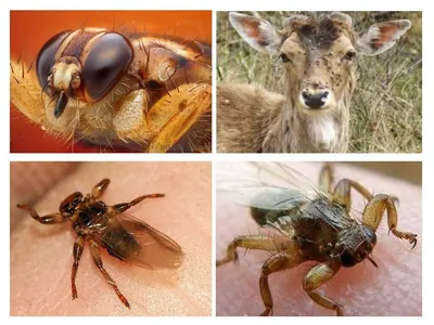 Лосиная муха: чем опасна для человека и как избежать её укуса | Заметки  природолюба | Дзен