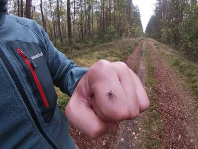 В гродненских лесах проснулись лосиные мухи. Их укус может вызвать сильную  аллергическую реакцию — Блог Гродно s13