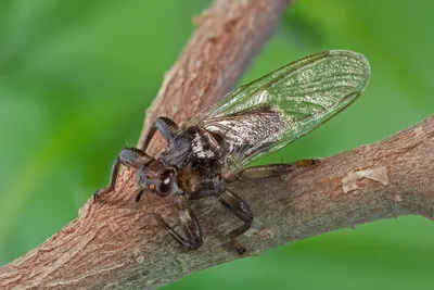 Лосиная муха: чем опасна для человека и как избежать её укуса | Заметки  природолюба | Дзен