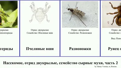 Клещ лосиный :: Олег Савицкий – Социальная сеть ФотоКто