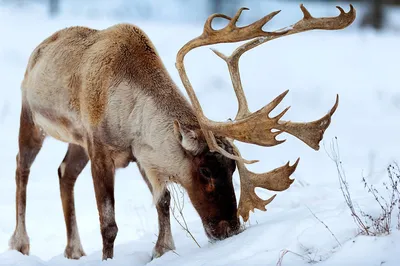 Медальон для рога лося.#медальон#рога#лось Elk horn  medallion.#Medallion#horns#elk - YouTube