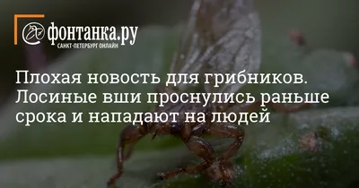 Лосиные вши: что это такое и как они выглядят?