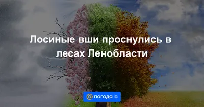 Лосиные вши проснулись в лесах Ленобласти - KP.RU