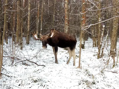 Национальный парк Лосиный Остров: фото, адрес, онлайн виртуальный тур, как  добраться, часы работы, история