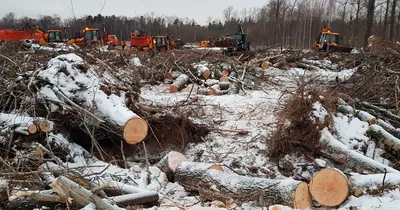 Что будет с \"Лосиным островом\" после передачи части его территории Москве -  Российская газета