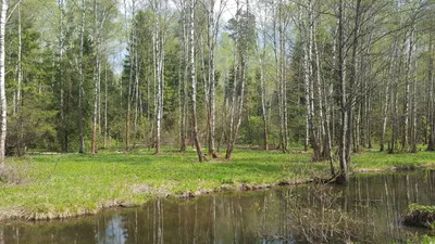 Национальный парк Лосиный остров 2024, Москва. Официальный сайт, адрес,  фото, карта, как добраться, отели рядом — Туристер.Ру