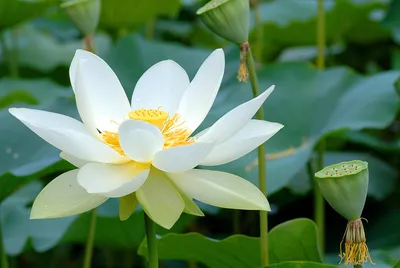 Лотос - священный цветок Востока. Китайцы убеждены: этот цветок растёт не  только на земле, но и на небе, в раю - Народное слово