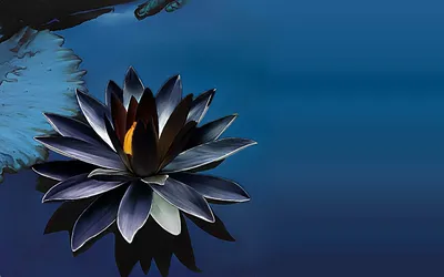Черный Лотос цветок - 60 фото