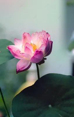 Природный лотос цветение лотоса красивый цветок тычинки цветение фотография  Фон И картинка для бесплатной загрузки - Pngtree