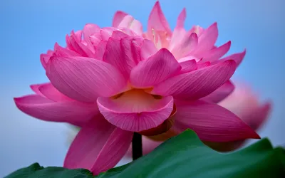 Розовый Лотос цветок - 64 фото