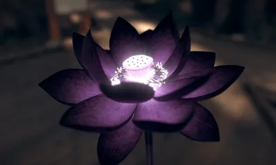 Черный лотос цветок - 58 фото