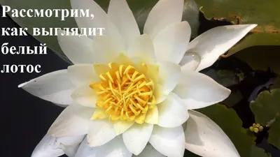 Цветок лотос. Рассмотрим, как выглядит белый лотос. Lotus flower - YouTube