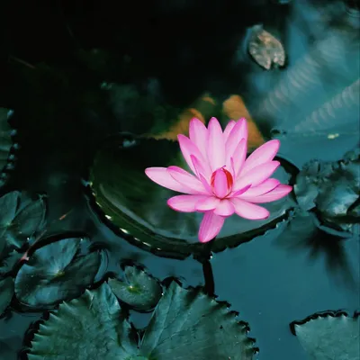Скачать 1280x1280 лотос, цветок, розовый, растение, вода обои, картинки  ipad, ipad 2, ipad mini for parallax