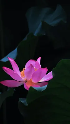 Обои Кувшинка Лотос, цветок, цветковое растение, священный Лотос, лепесток  на телефон Android, 1080x1920 картинки и фото бесплатно