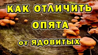 Как отличить опята ложные от настоящих - Съедобный гриб - YouTube