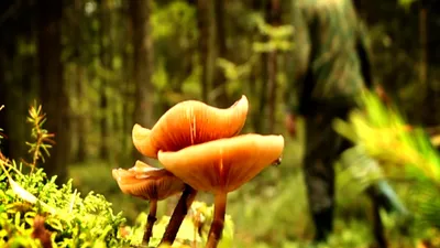 Ложные опята, которые все считают ядовитыми - отличные съедобные грибы,  www.grib.tv - YouTube