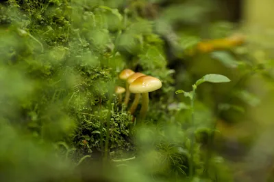 настоящие грибы - ложные опята — Фото №217604 — Russian Traveler