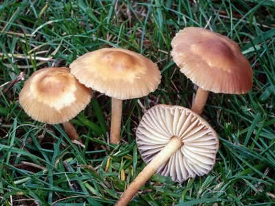 Опенок луговой (Marasmius oreades) фото и описание