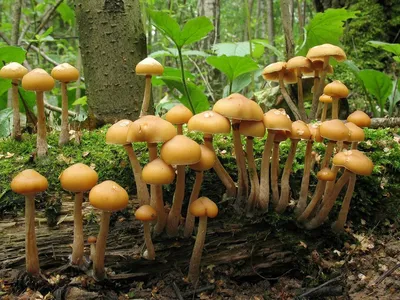 Несъедобные грибы опята - 49 фото