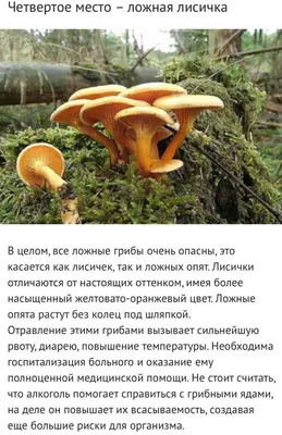 5 самых опасных грибов в России. - ЯПлакалъ