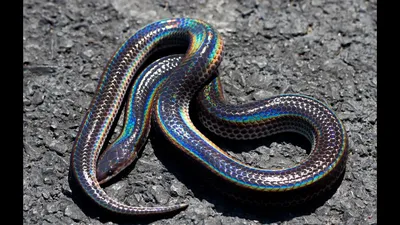 Лучистая змея (Xenopeltis unicolor) — купить в Красноярске. Остальные  животные на интернет-аукционе Au.ru