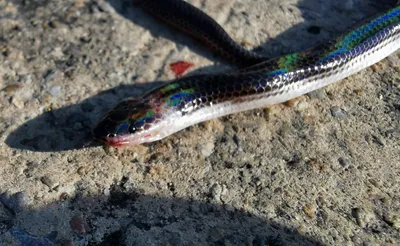 Лучистая змея (Xenopeltis unicolor)