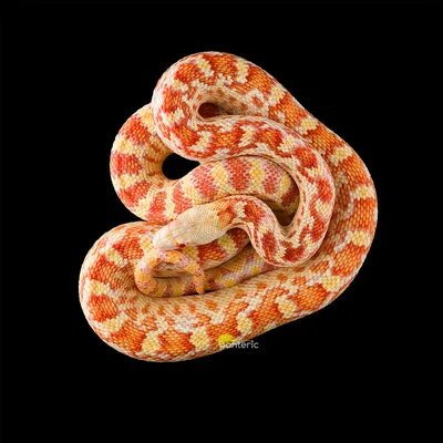 Маисовый полоз (Pantherophis guttatus)