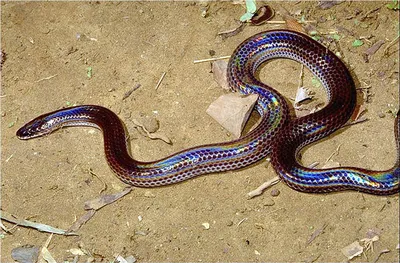 Лучистая змея (лат. Xenopeltis unicolor) – Интересные животные