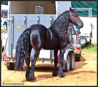 Stallion Show 2011 - Лучшие лошади Израиля - LookAtIsrael.com - Увидеть  Израиль и не только