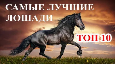 Топ 10 Самые дорогие и лучшие лошади мира. Породы лошадей - YouTube