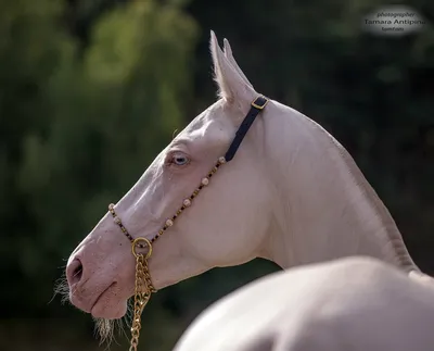 Лучшие из лучших определены на чемпионате мира среди ахалтекинских лошадей