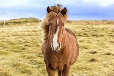 Horseexpert | Солевая терапия для лошадей. Что это такое?