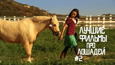 Пятерка лучших русских пород лошадей | Аграрный маркетплейс