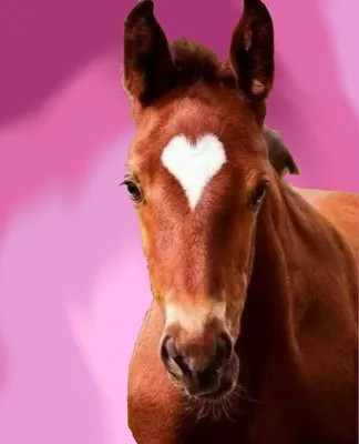 Ученые выяснили, как лучше хвалить лошадь » HORSENOK - новости конного  спорта России и мира