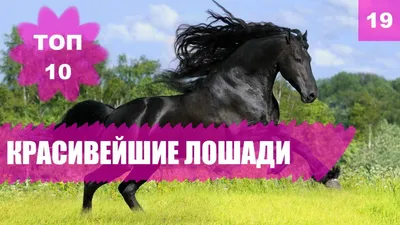 Лучшие лошади живут в Приозерье | 22.06.2022 | Приозерск - БезФормата