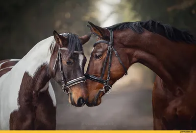 Horseexpert | В КСК Horseka определились лучшие молодые лошади России!
