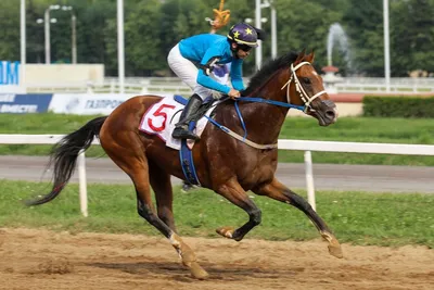 В Кубке Главы Чувашии по конному спорту выступят лучшие лошади республики -  ГТРК Чувашия