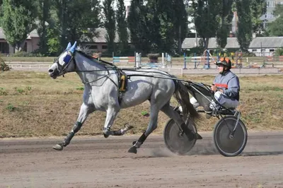 На Киевском ипподроме состоятся соревнования лошадей рысистых пород |  Комментарии.Киев